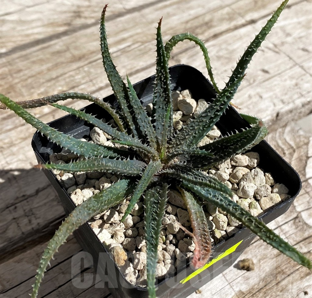 SH5845 Aloe parvula, more spiny -N Itremo, Madagaskar-, seedling - Image 2