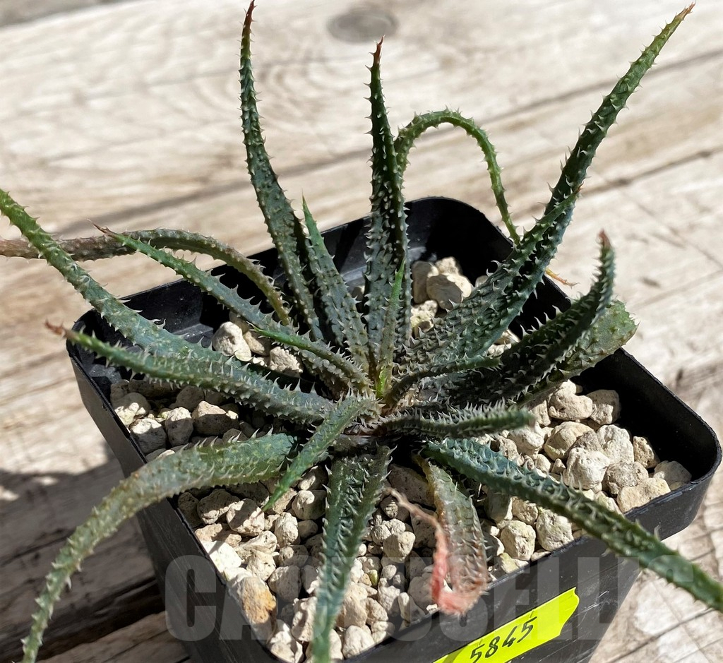 SH5845 Aloe parvula, more spiny -N Itremo, Madagaskar-, seedling