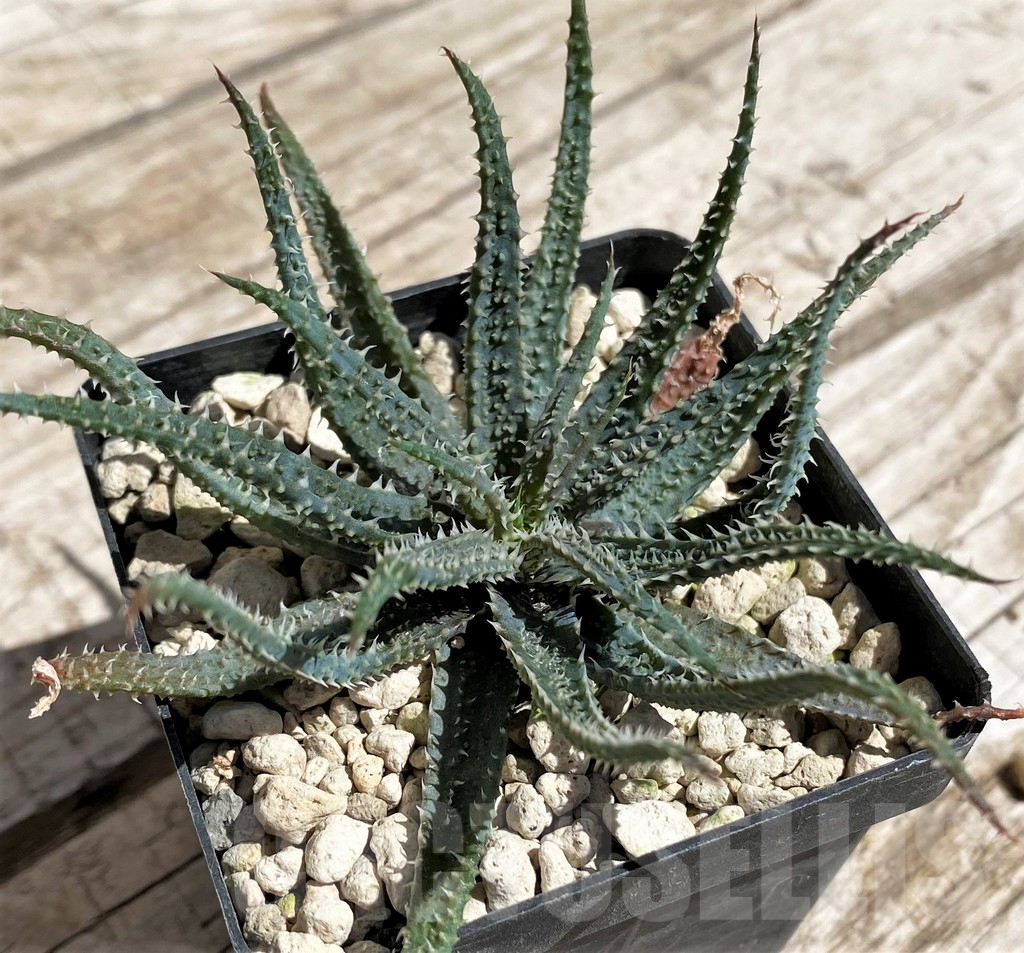 SH5846 Aloe parvula, more spiny -N Itremo, Madagaskar-, seedling