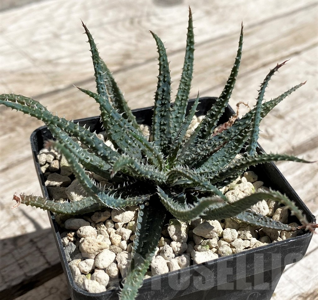 SH5846 Aloe parvula, more spiny -N Itremo, Madagaskar-, seedling - Image 2