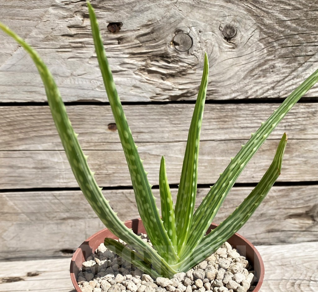 SH5847 Aloe aff. vera f. variegata, ex India - Image 2