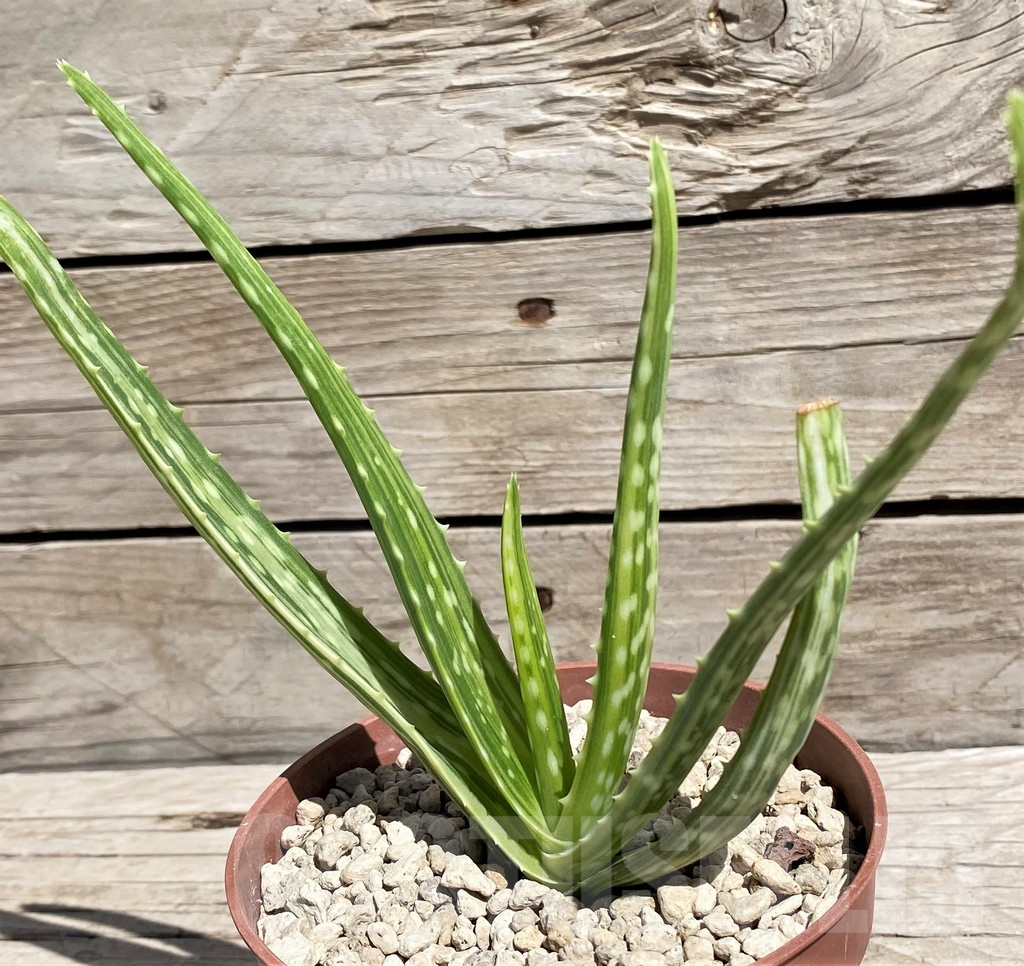 SH5847 Aloe aff. vera f. variegata, ex India