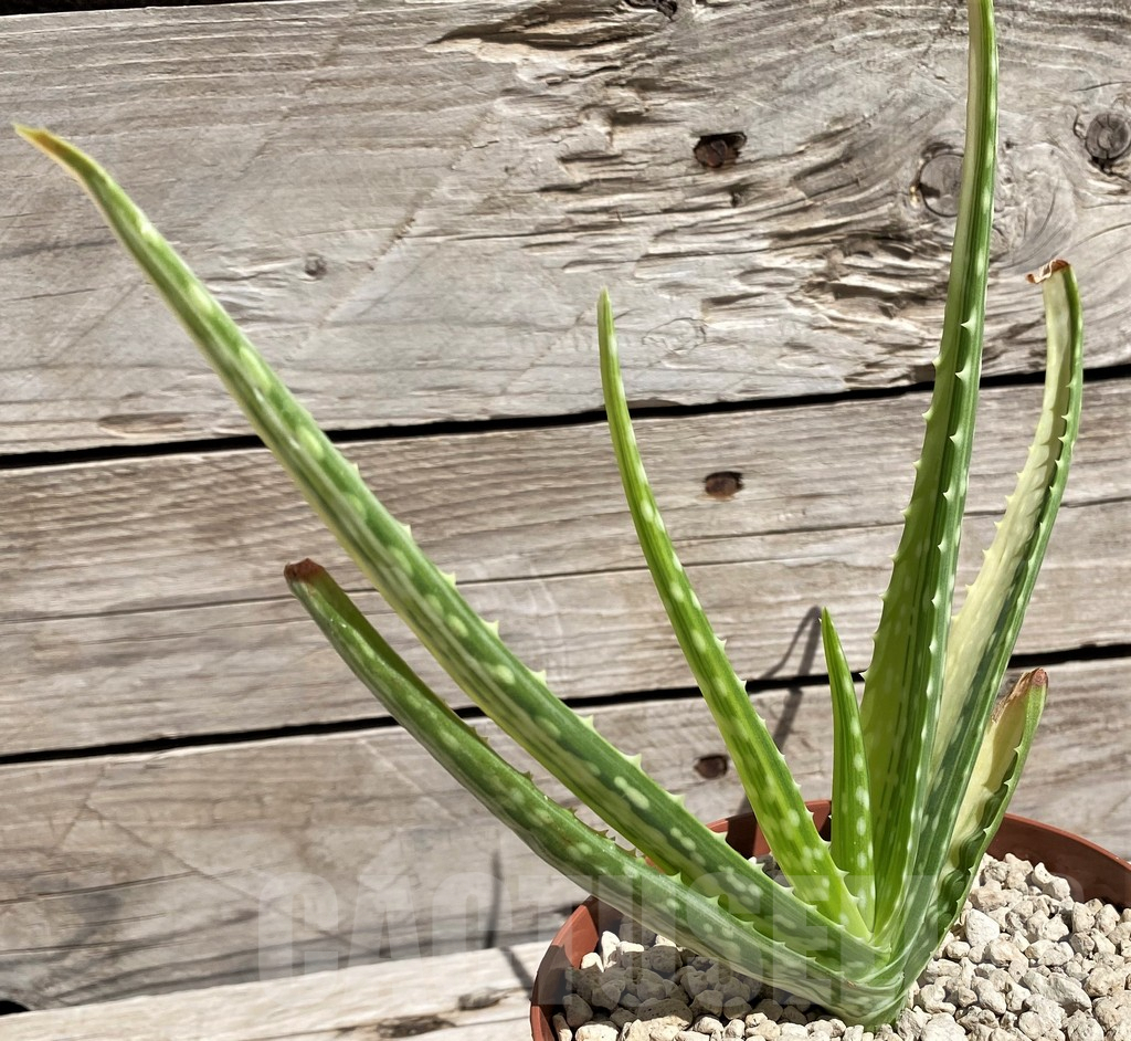SH5848 Aloe aff. vera f. variegata, ex India - Image 2