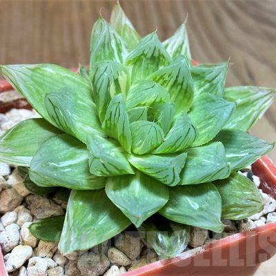 SH5804 Haworthia obtusa 'Komomo' f. variegata -Japan-
