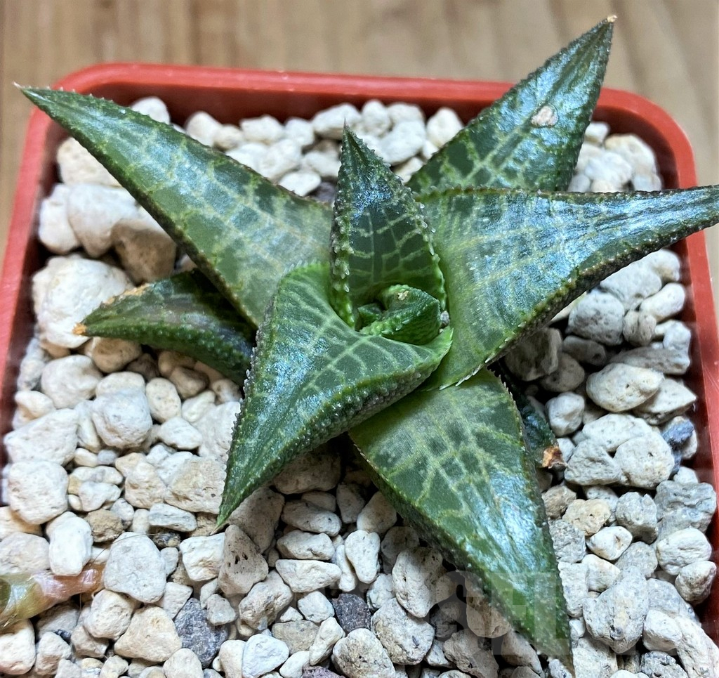 SH5805 Haworthia tessellata -Signalberg, Namibia-