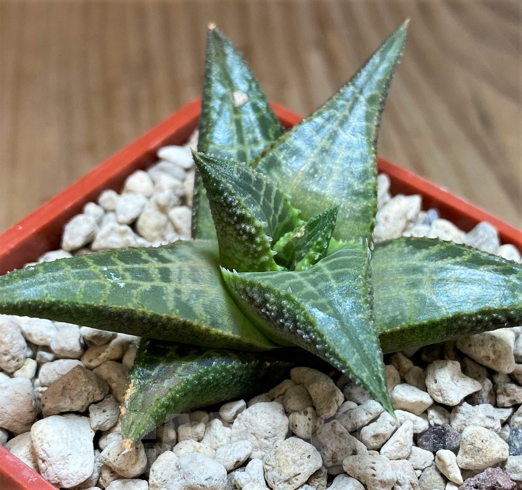 SH5805 Haworthia tessellata -Signalberg, Namibia- - Image 2