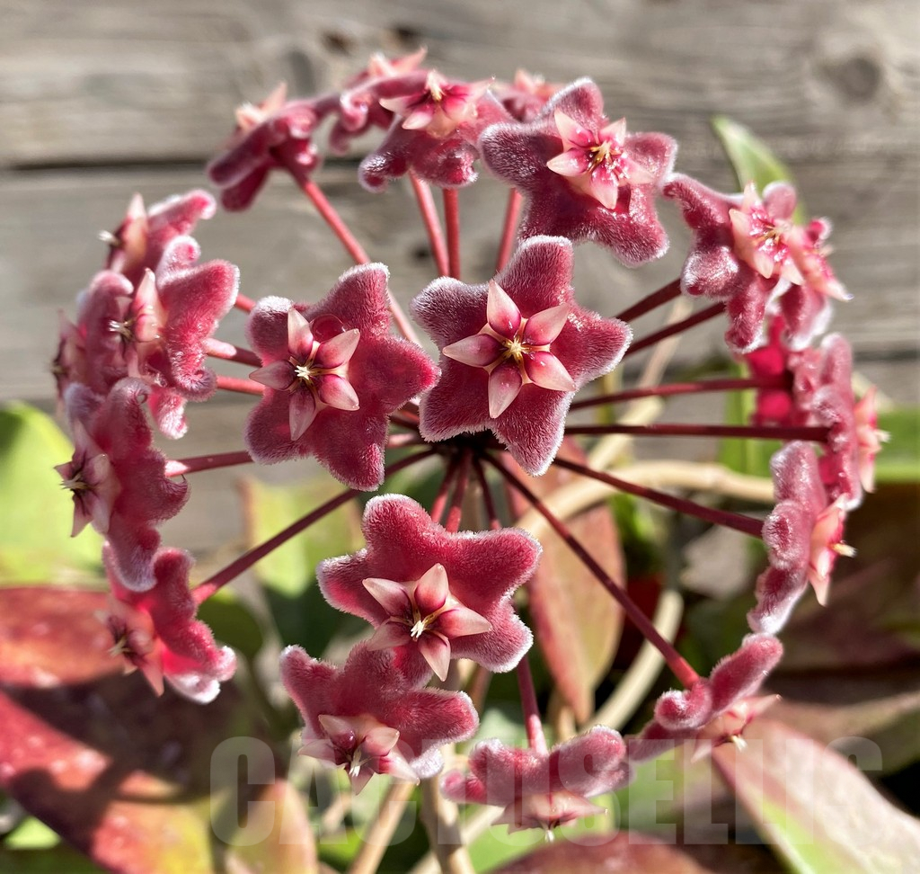 SH5789 Hoya pubicalyx