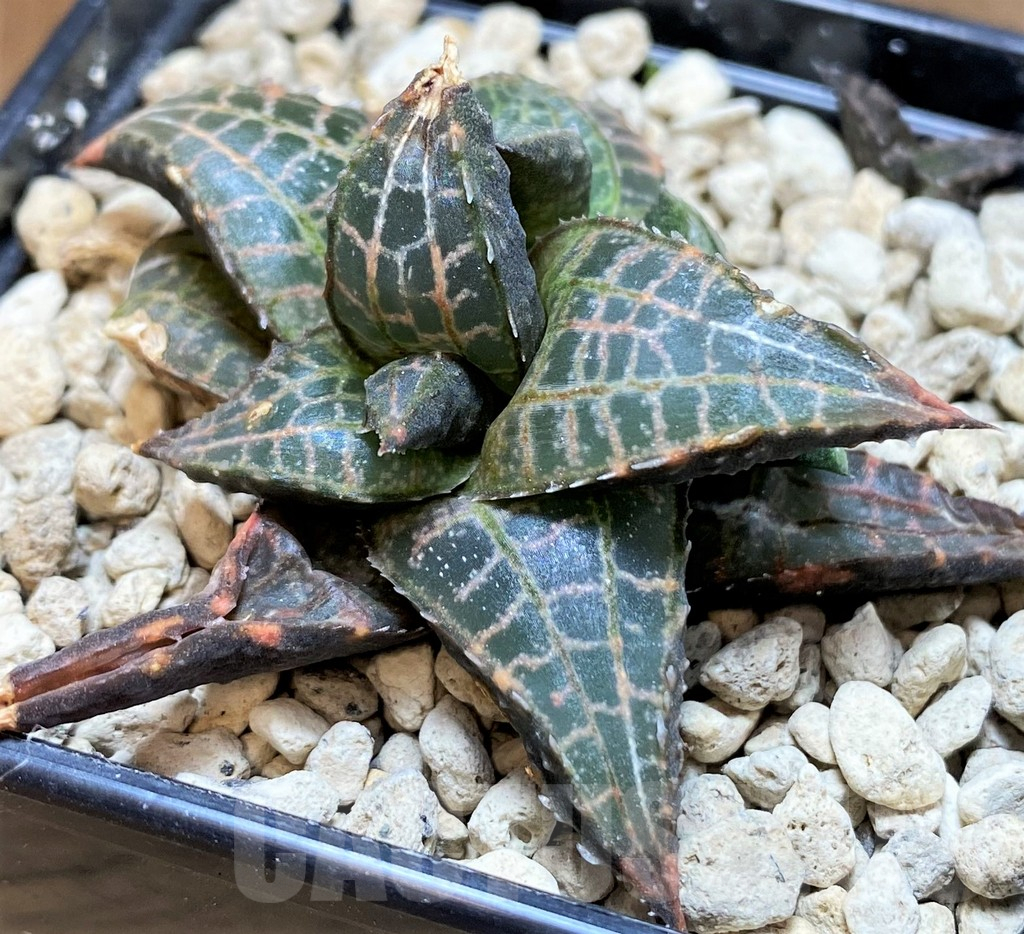 SH5810 Haworthia tessellata -Sutherland-