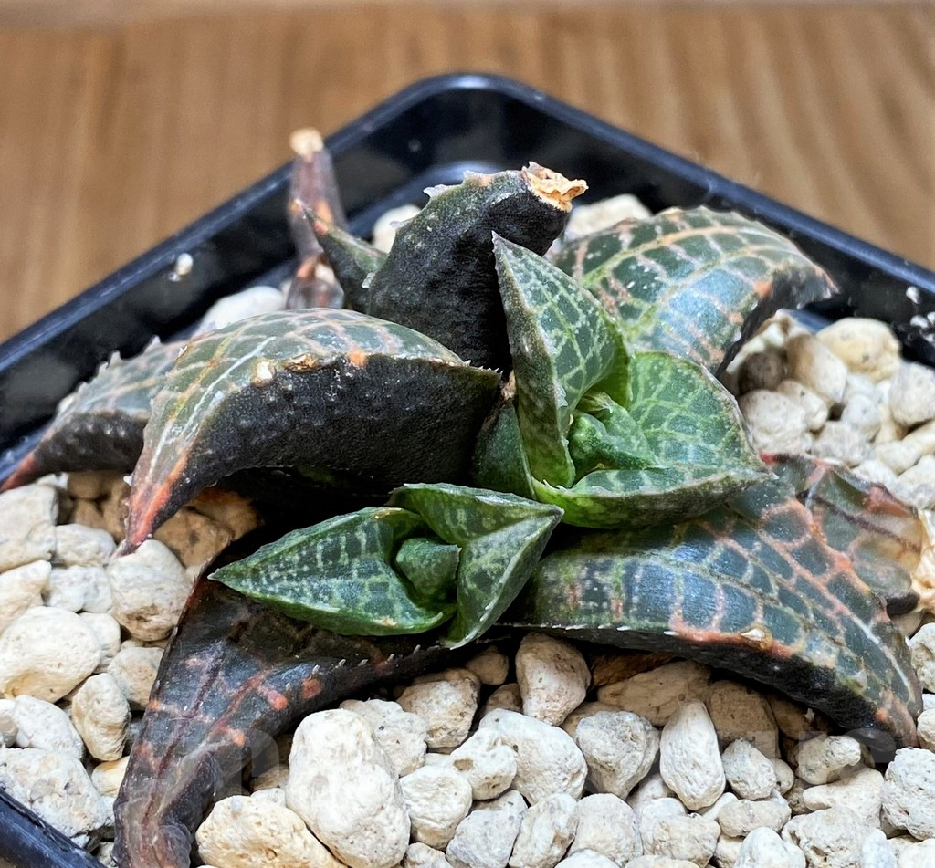 SH5810 Haworthia tessellata -Sutherland- - Image 2