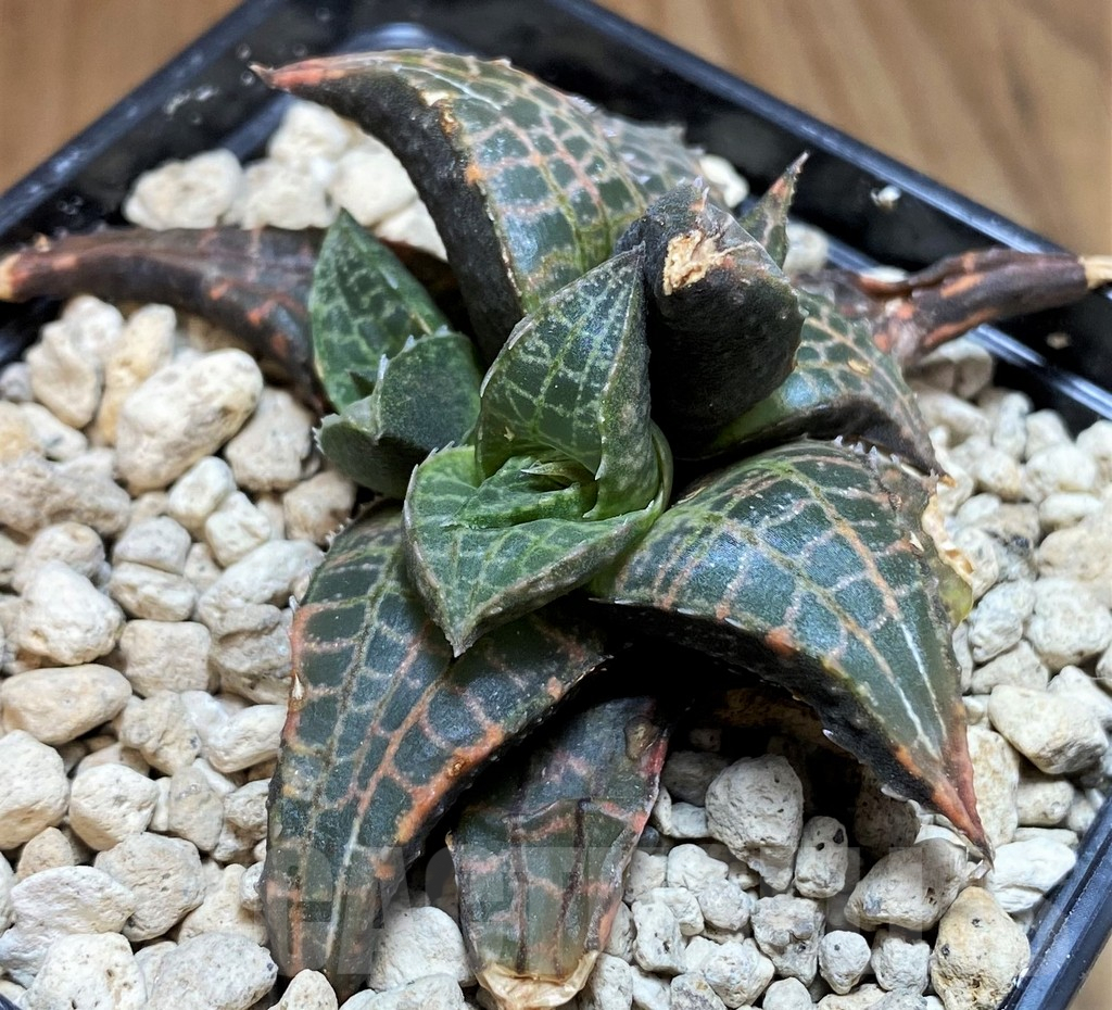 SH5810 Haworthia tessellata -Sutherland- - Image 3