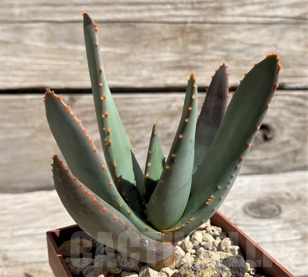 SH5812 Aloe dichotoma -Richtersveld-