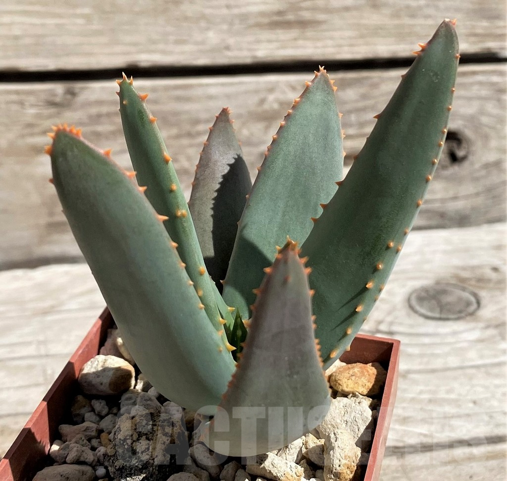 SH5812 Aloe dichotoma -Richtersveld- - Image 2