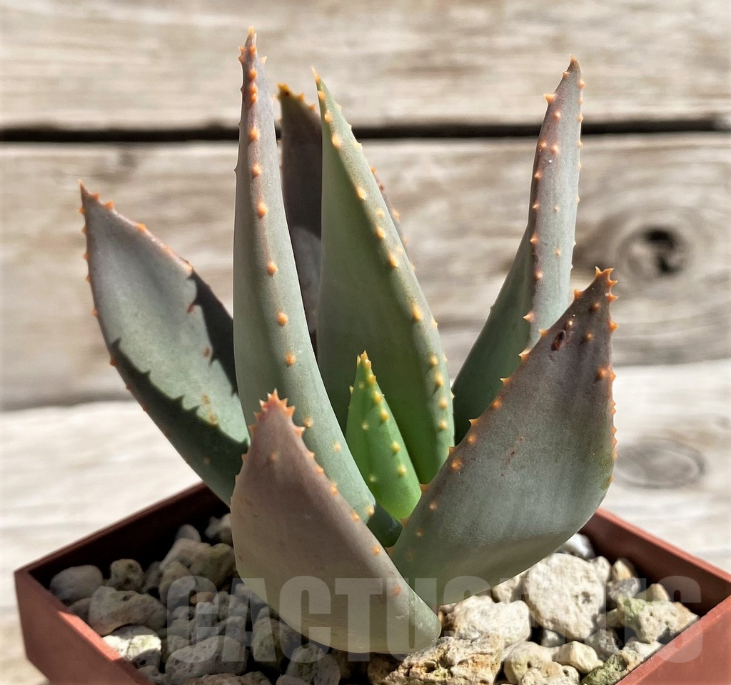 SH5813 Aloe dichotoma -Richtersveld-