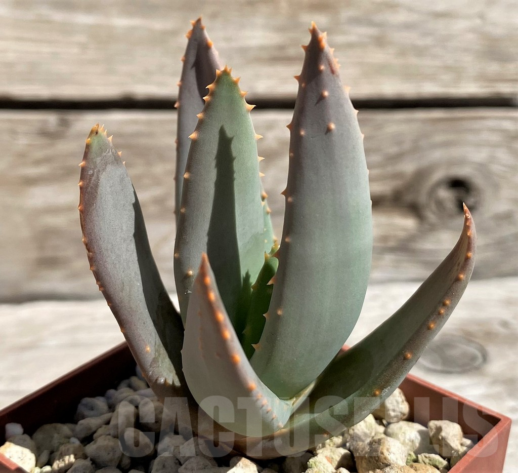 SH5813 Aloe dichotoma -Richtersveld- - Image 2
