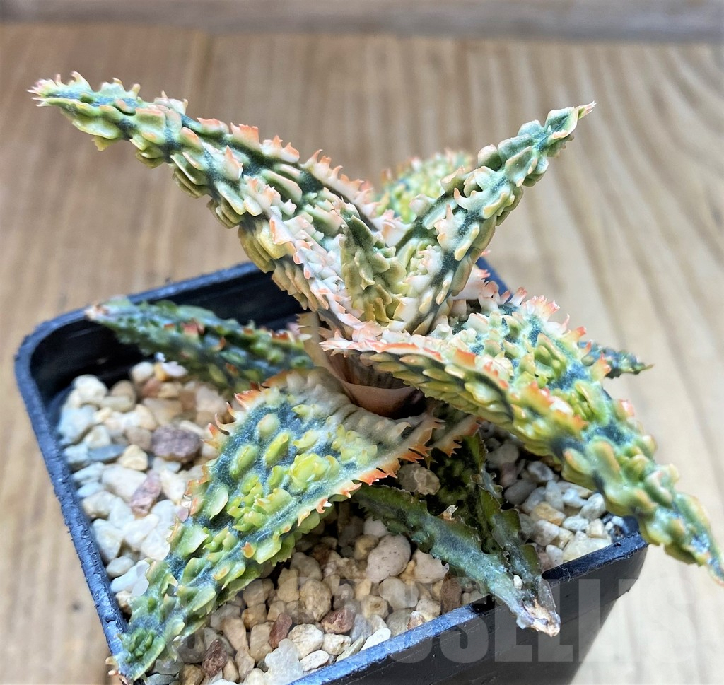 SH4485 Aloe TCT hybrid - Image 3