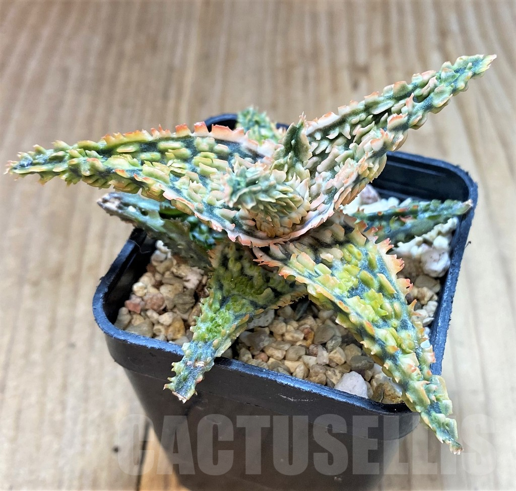 SH4485 Aloe TCT hybrid - Image 2