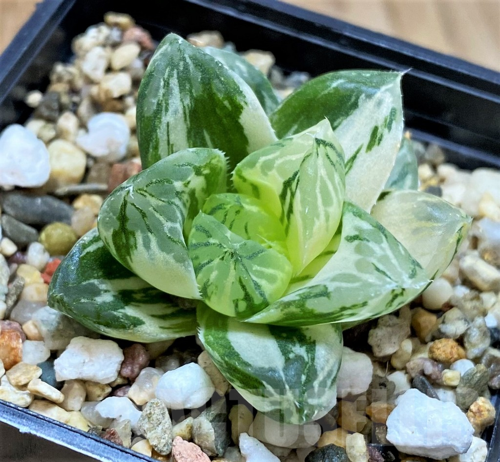 SH4517 Haworthia obtusa ‘Marin’ f. variegata