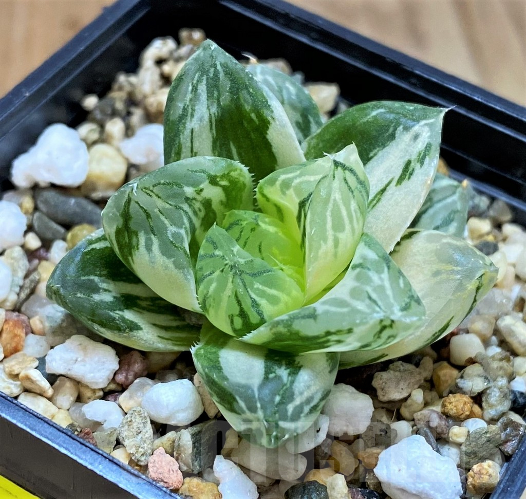 SH4517 Haworthia obtusa ‘Marin’ f. variegata - Image 2