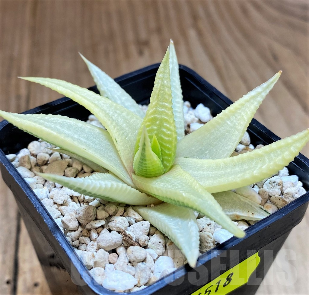 SH4518 Haworthia limifolia f. variegata
