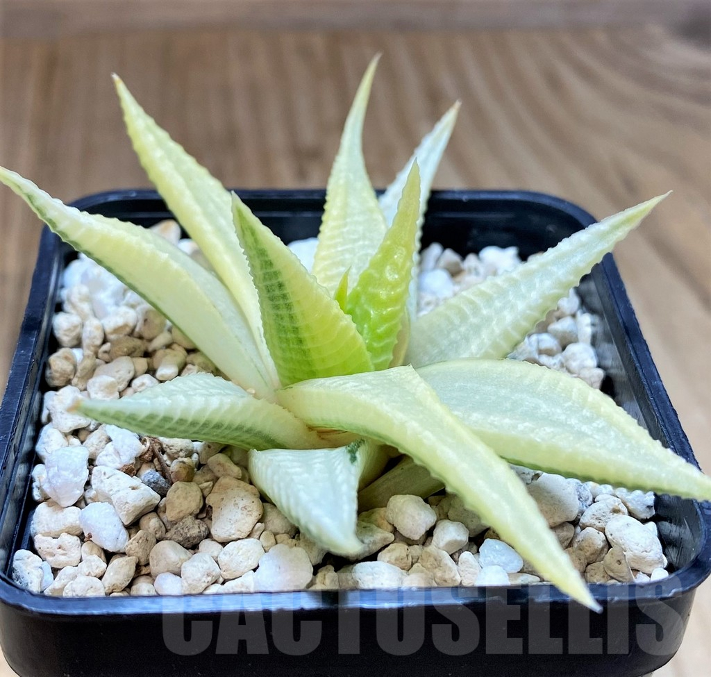 SH4518 Haworthia limifolia f. variegata - Image 2