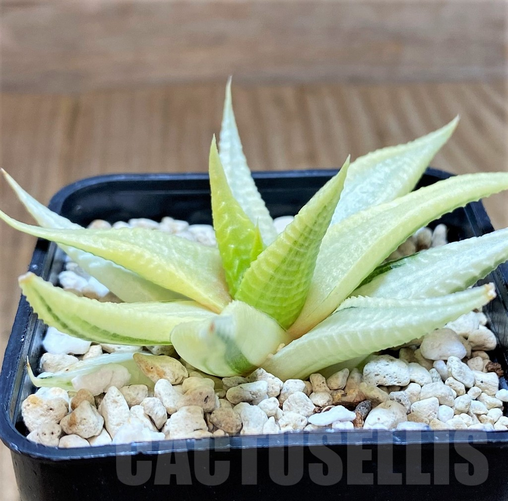 SH4518 Haworthia limifolia f. variegata - Image 3