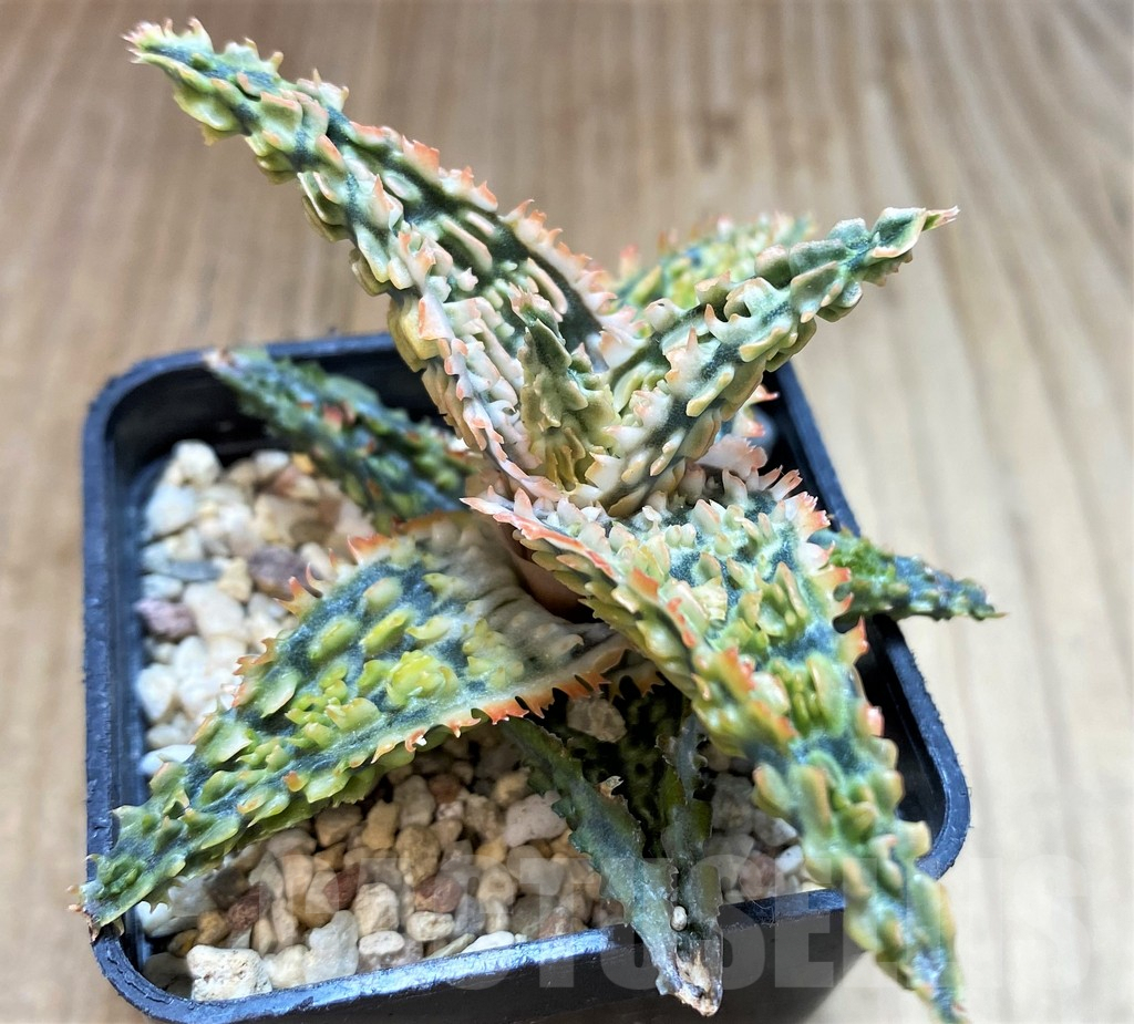 SH4485 Aloe TCT hybrid