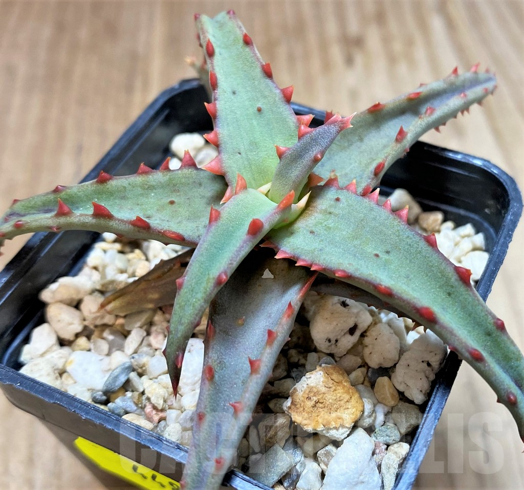 SH4486 Aloe TCT hybrid