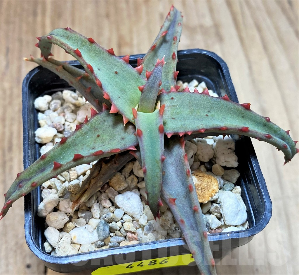 SH4486 Aloe TCT hybrid - Image 2