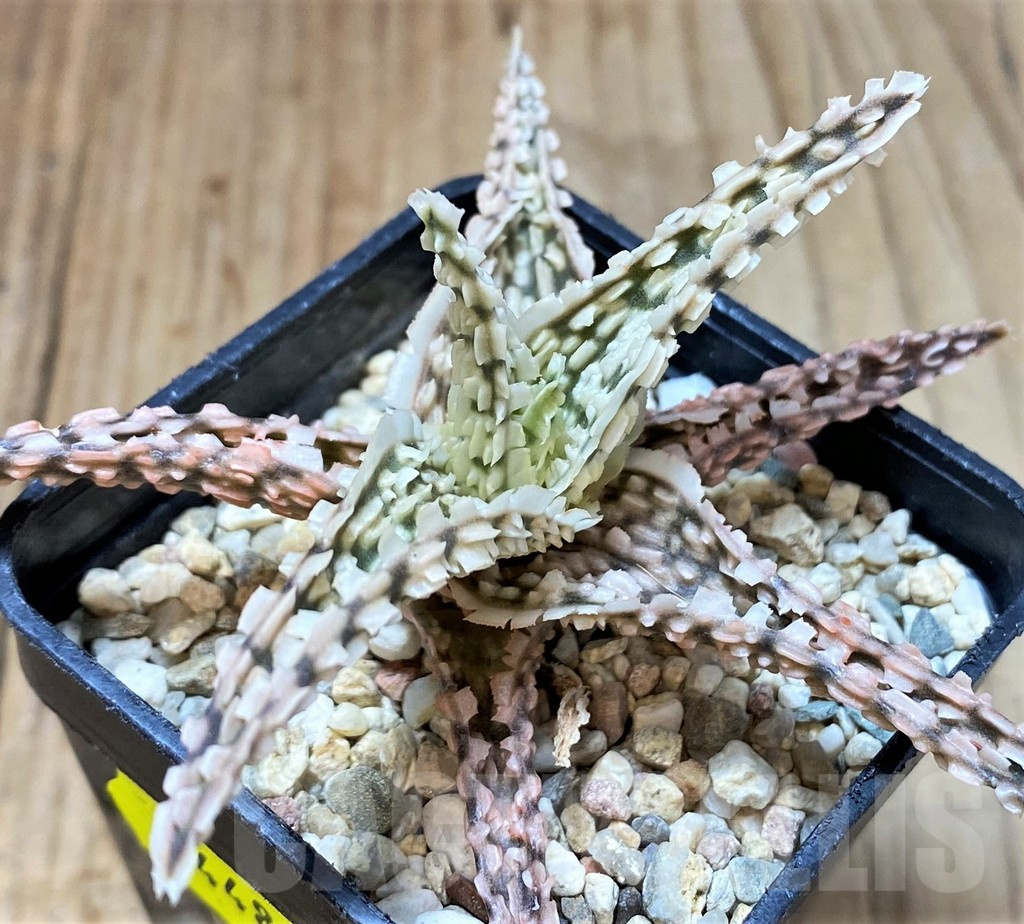 SH4487 Aloe TCT hybrid - Image 2