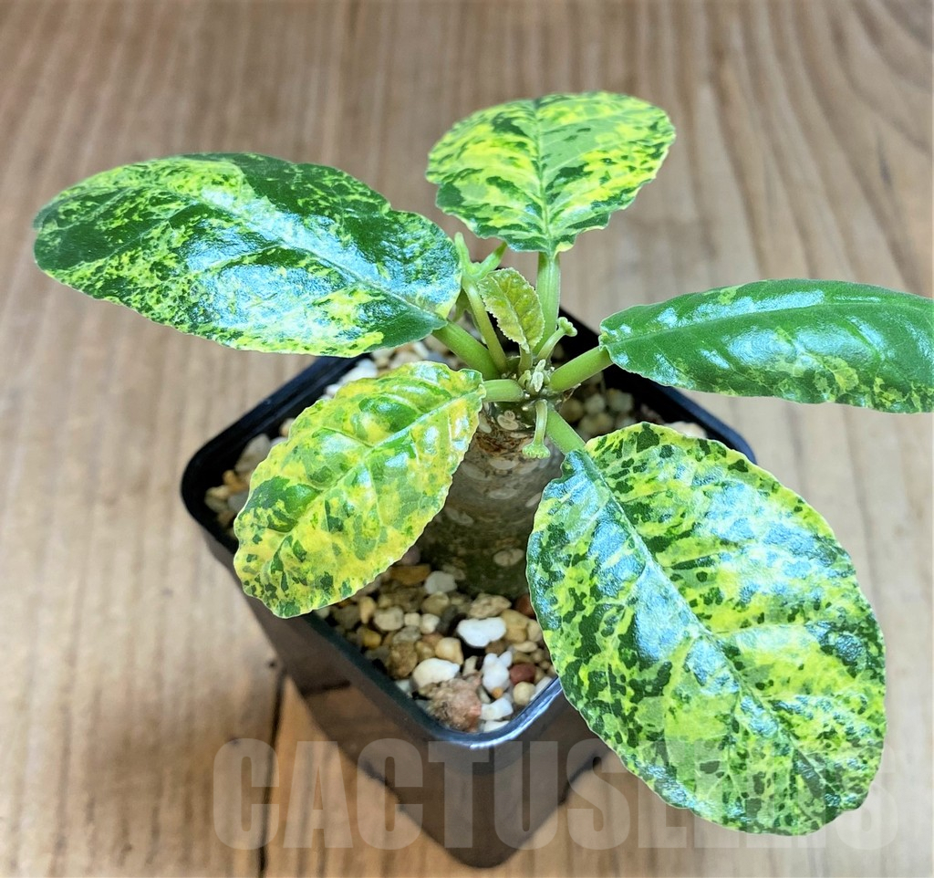 SH4537 Dorstenia foetida f. variegata