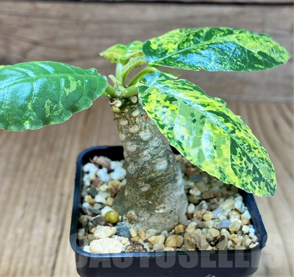 SH4537 Dorstenia foetida f. variegata - Image 2