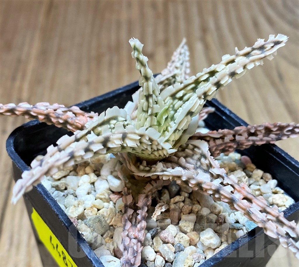 SH4487 Aloe TCT hybrid