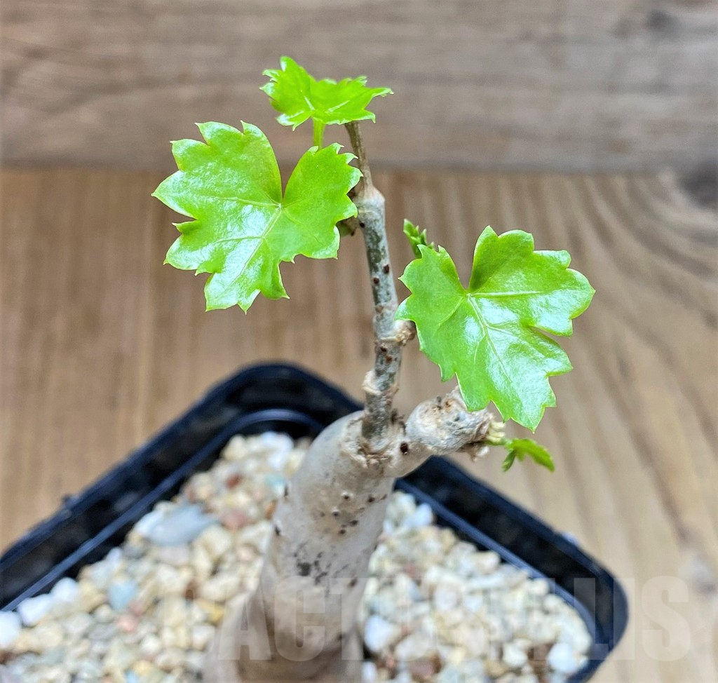 SH4544 Cissus trifoliata