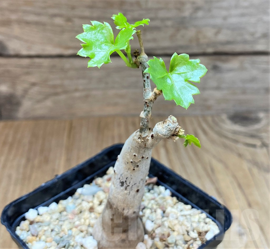 SH4544 Cissus trifoliata - Image 3
