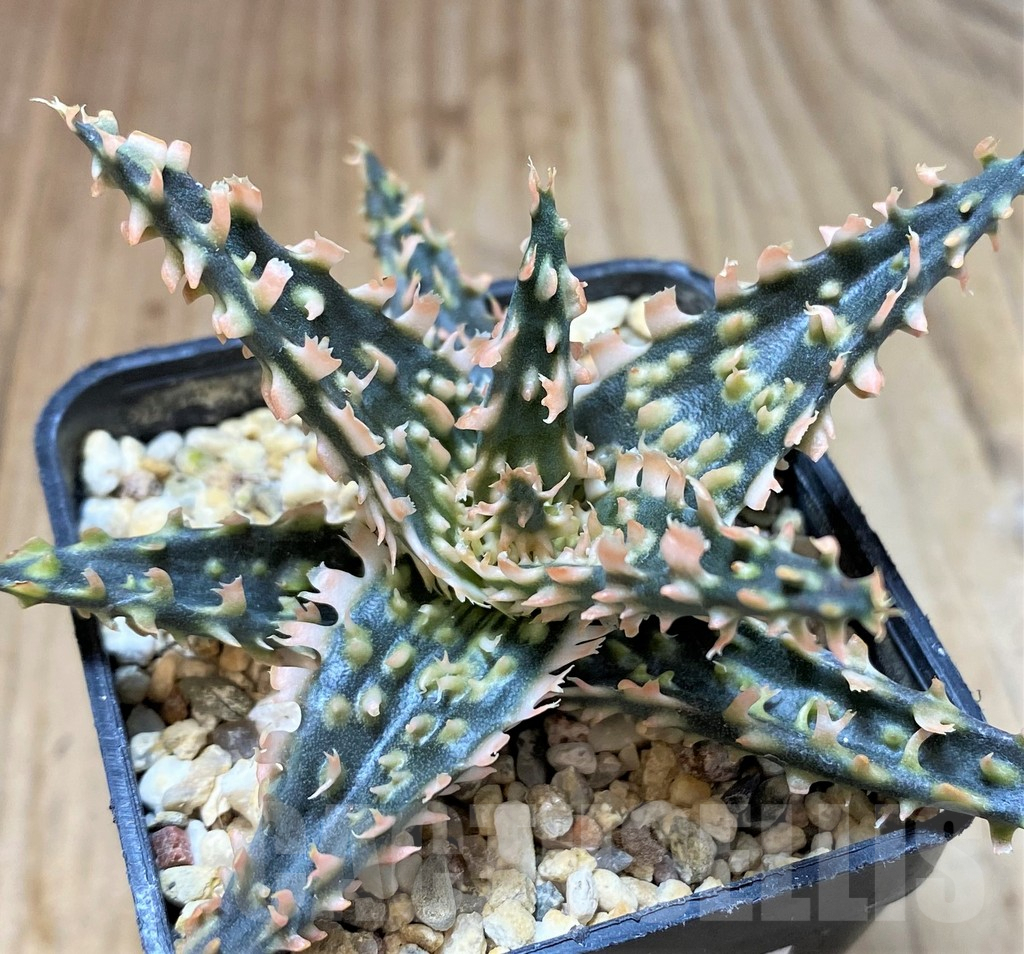 SH4488 Aloe TCT hybrid - Image 2