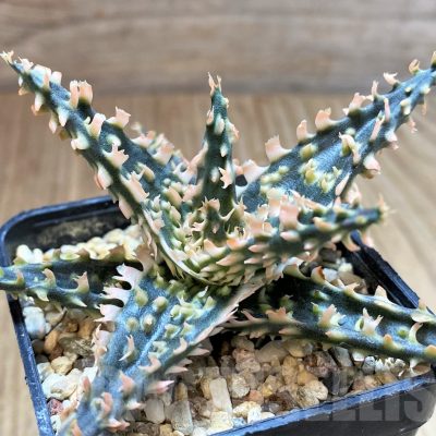 SH4488 Aloe TCT hybrid