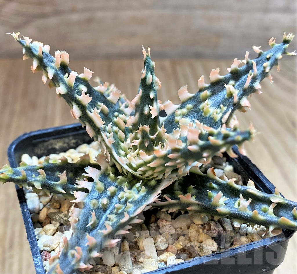 SH4488 Aloe TCT hybrid