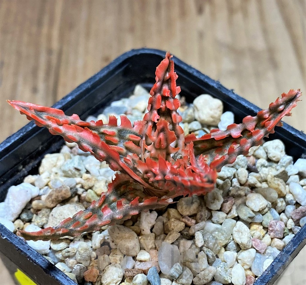 SH4489 Aloe TCT hybrid - Image 2