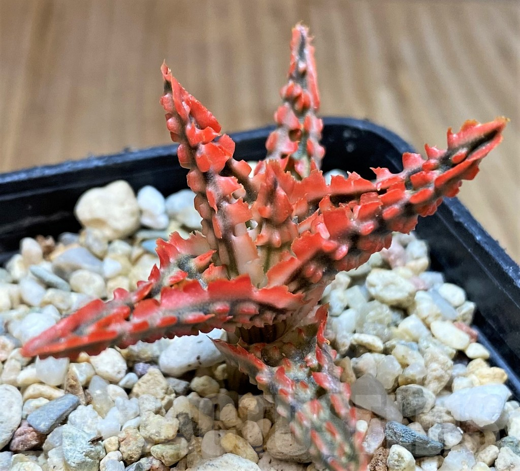 SH4489 Aloe TCT hybrid