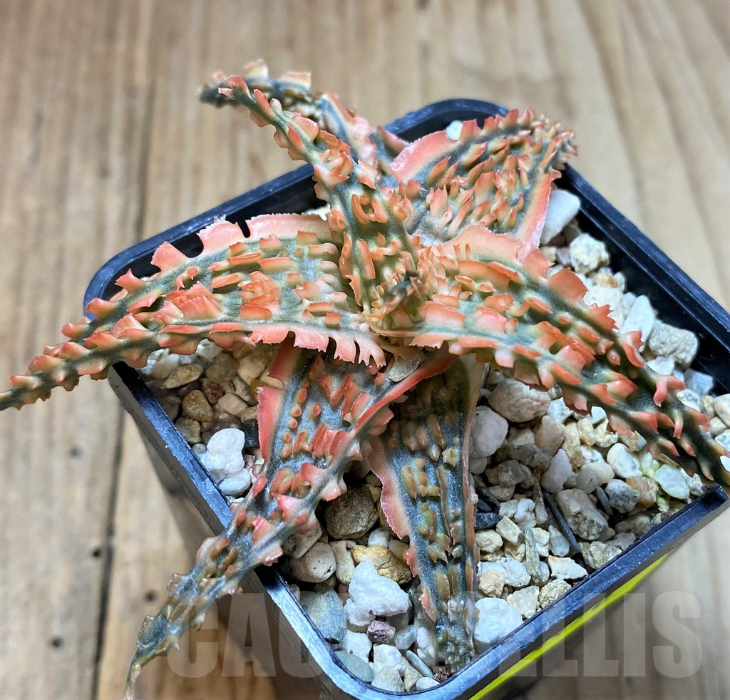 SH4490 Aloe TCT hybrid - Image 3