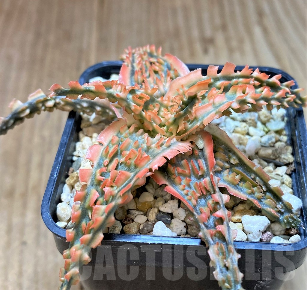 SH4490 Aloe TCT hybrid - Image 2