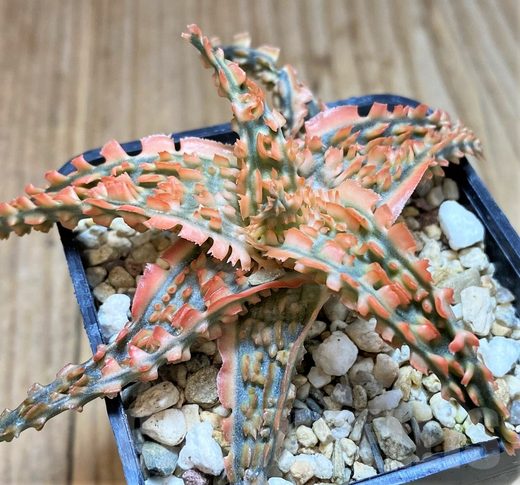 SH4490 Aloe TCT hybrid