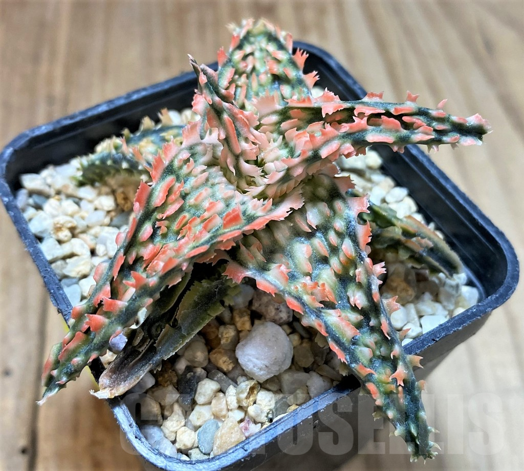 SH4494 Aloe TCT hybrid - Image 3