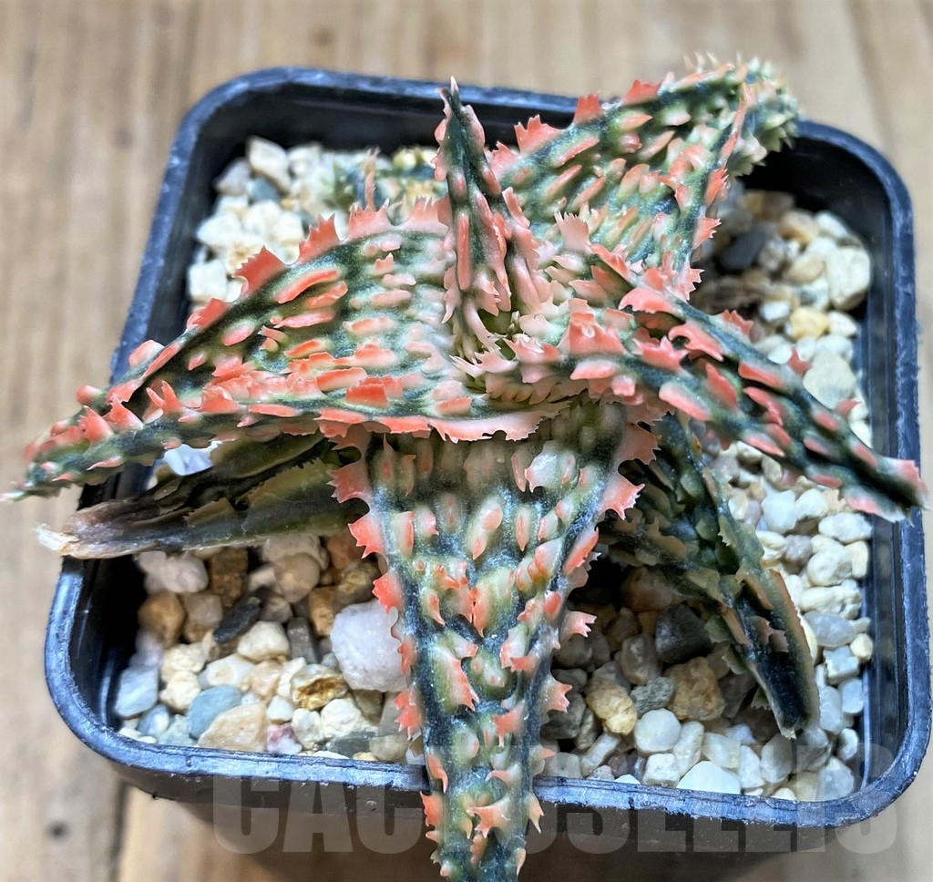 SH4494 Aloe TCT hybrid - Image 2