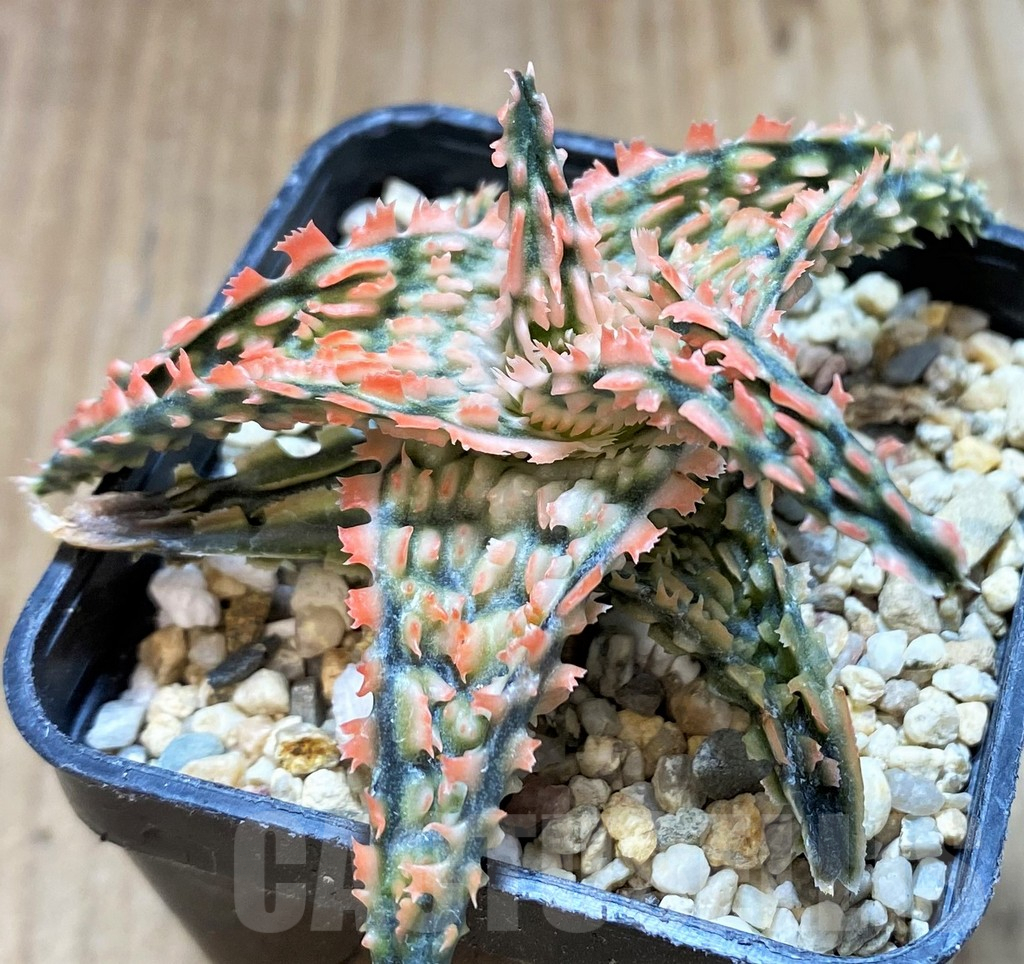 SH4494 Aloe TCT hybrid