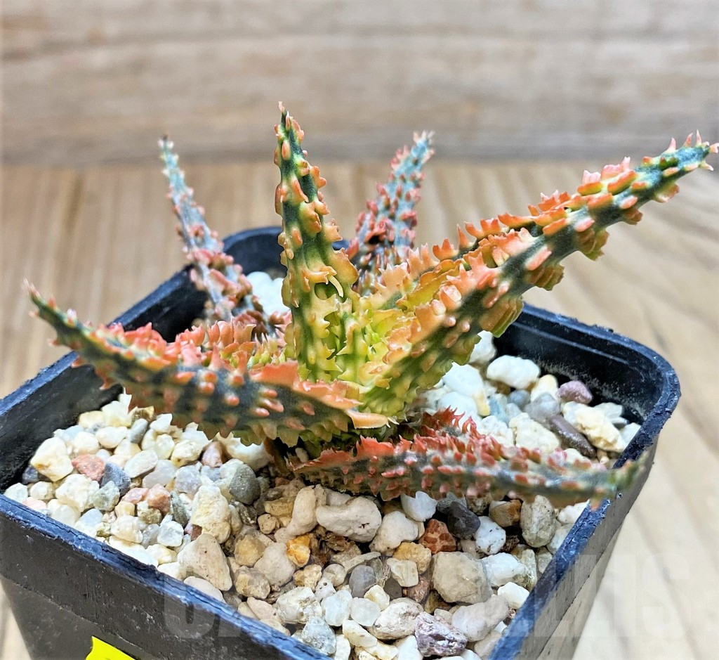 SH4495 Aloe TCT hybrid - Image 3