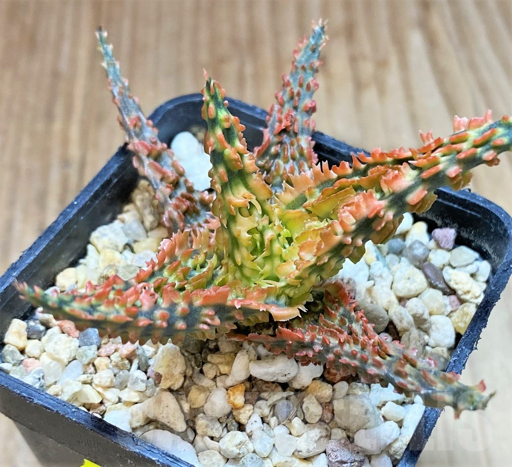 SH4495 Aloe TCT hybrid