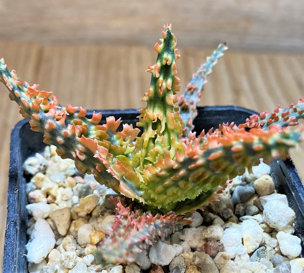 SH4495 Aloe TCT hybrid - Image 2