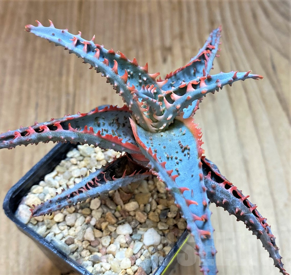 SH4496 Aloe TCT hybrid - Image 3
