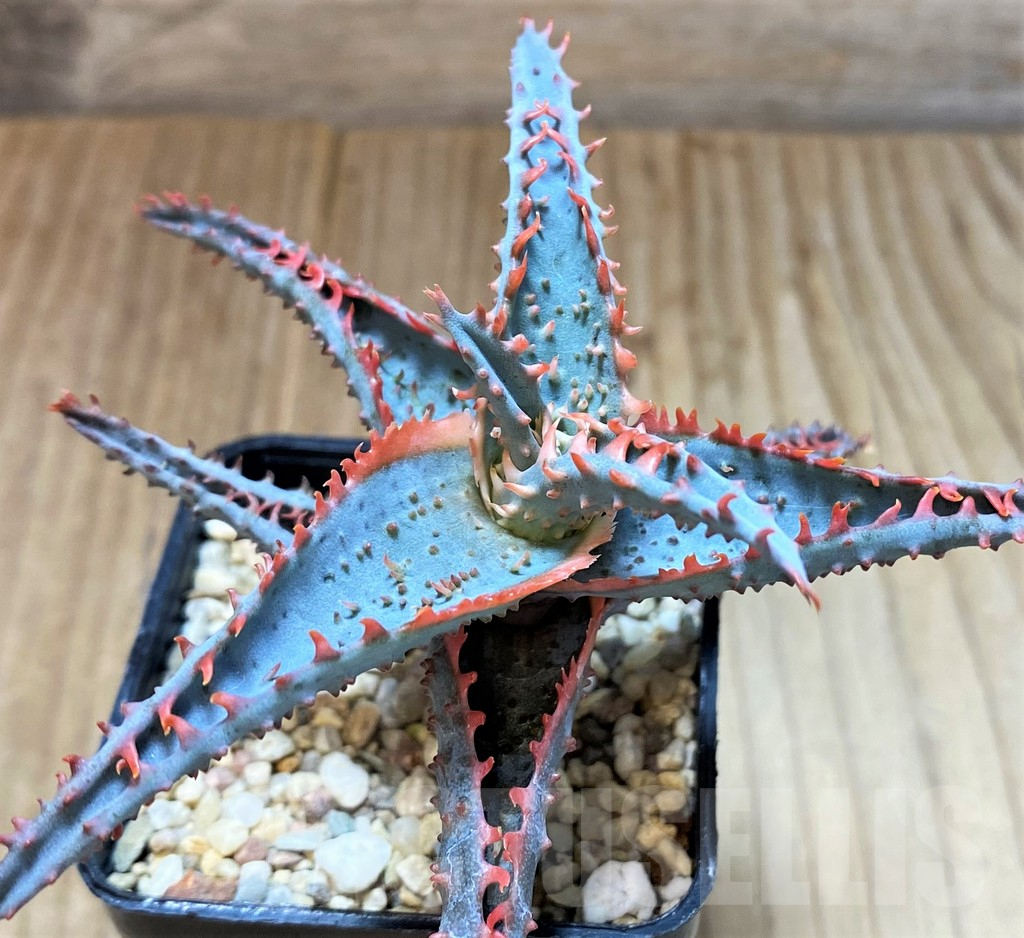 SH4496 Aloe TCT hybrid - Image 2